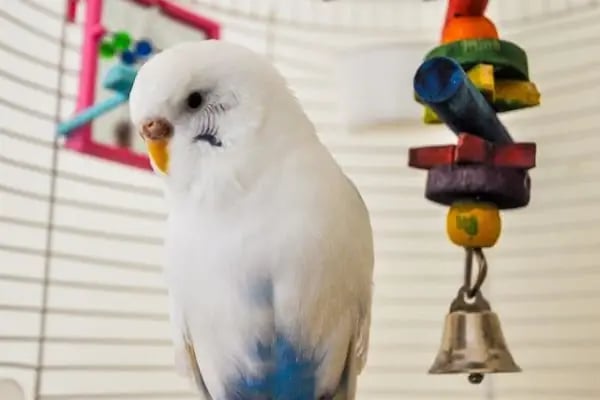 BOTANICA PET &amp; GARDEN - Resim 16