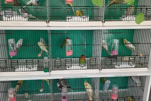 BOTANICA PET &amp; GARDEN - Resim 6