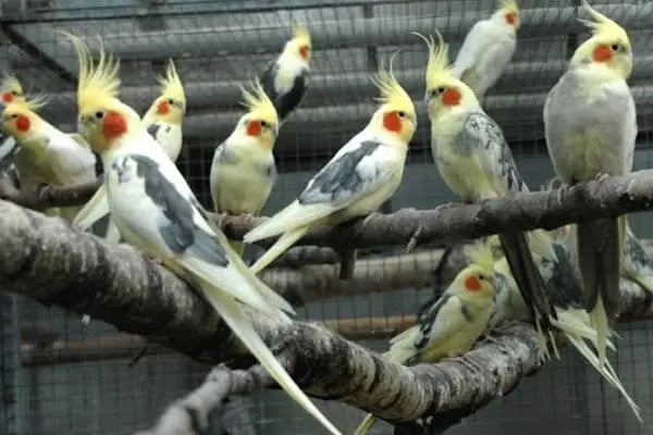 BOTANICA PET &amp; GARDEN - Resim 10