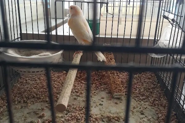 BOTANICA PET &amp; GARDEN - Resim 9