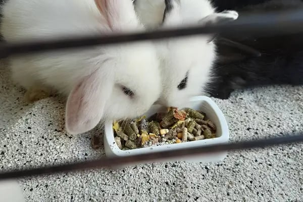 BOTANICA PET &amp; GARDEN - Resim 15