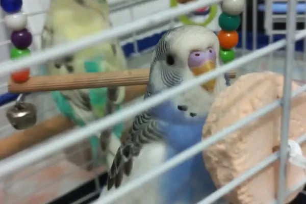 BOTANICA PET &amp; GARDEN - Resim 7