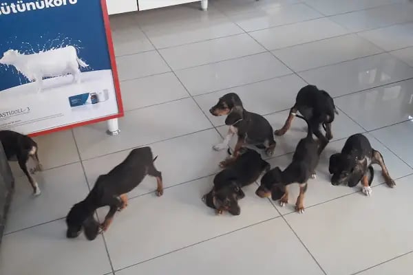 Vural Veteriner Kliniği - Resim 2