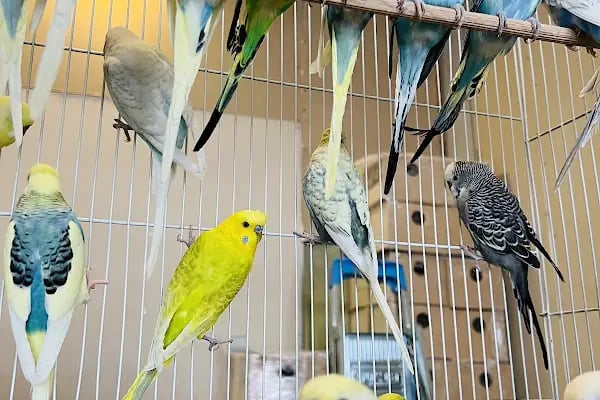 Pozitif Petshop - Resim 4