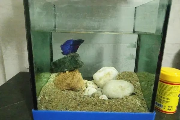 Pozitif Petshop - Resim 8