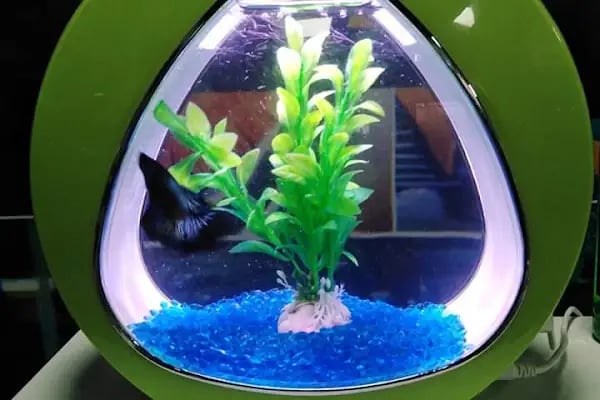 Karadeniz Petshop Kocaeli - Resim 10