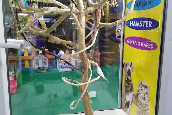 Karadeniz Petshop Kocaeli - Resim 8