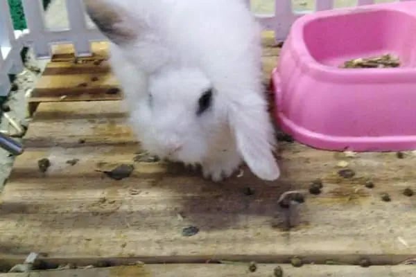 Karadeniz Petshop Kocaeli - Resim 7