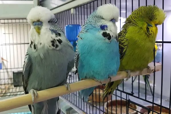 Yüce Petshop - Resim 19