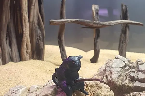 Bursa Cihan Akvaryum &amp; Petshop - Resim 5