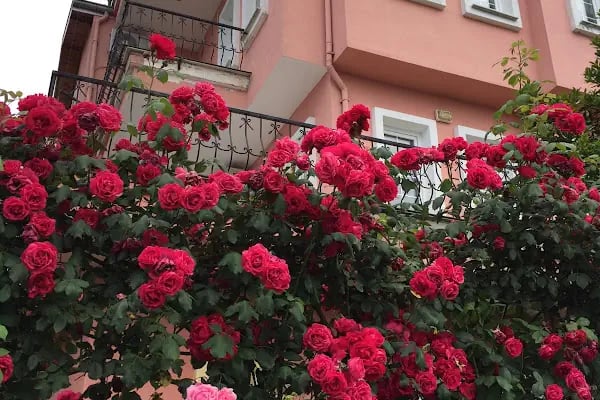 Rose Villa Trabzon - Resim 7