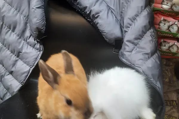 Şen Kardeşler Petshop - Resim 5