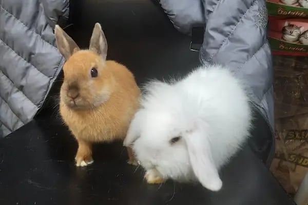 Şen Kardeşler Petshop - Resim 2
