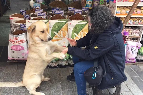 Akın Pet - Resim 14
