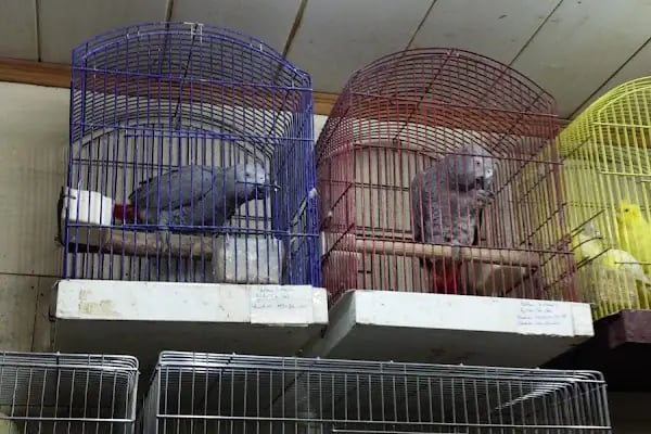 Akın Pet - Resim 10