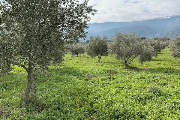 MonteMadran Olive Oil Zeytinyağı - Resim 15