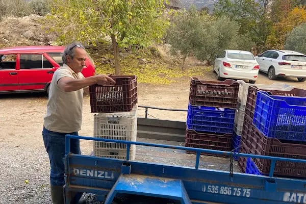 MonteMadran Olive Oil Zeytinyağı - Resim 3