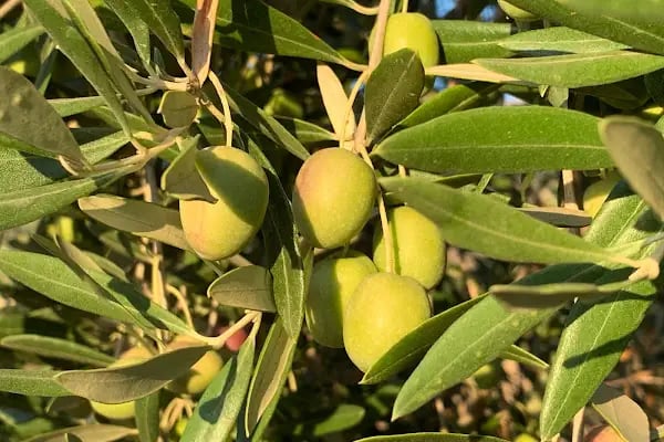 MonteMadran Olive Oil Zeytinyağı - Resim 11