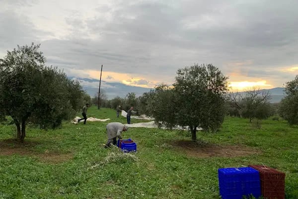 MonteMadran Olive Oil Zeytinyağı - Resim 2