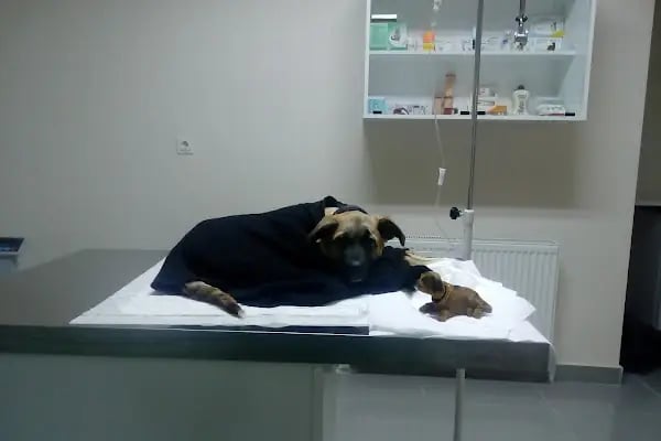 Dora Veteriner Kliniği - Resim 11