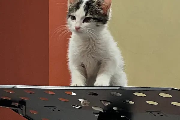 ALTINEKİN MERKEZ BÖLGE YATILI KUR'AN KURSU - Resim 10