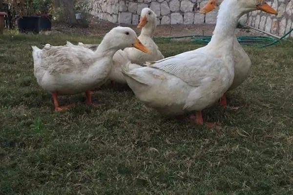 Paşa Et Dünyası &amp; Kahvaltı Salonu - Resim 5