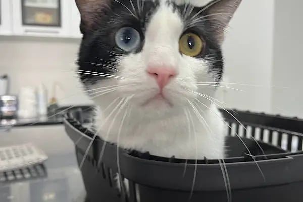 Ovacık animal love veteriner kliniği - Resim 15