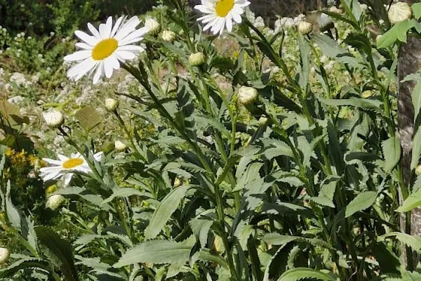 Yeşil Vadi Piknik Kocaeli yuvack Aytepe - Resim 19