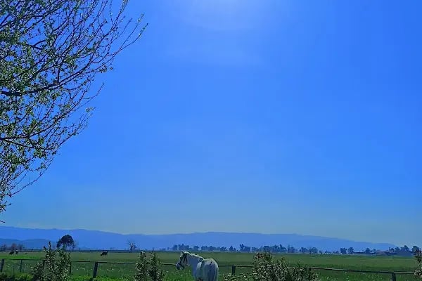 Atlı bahçem - Resim 14