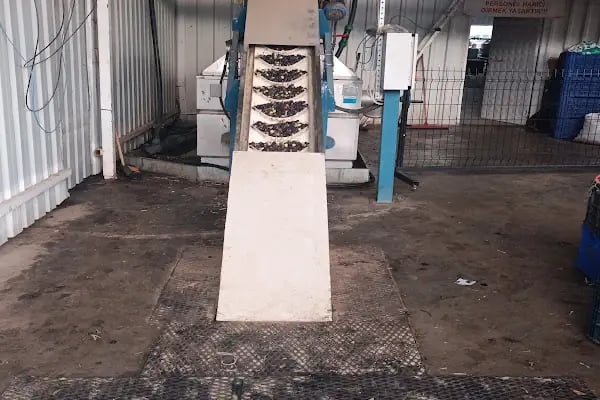 Ant Zeytin - Resim 5