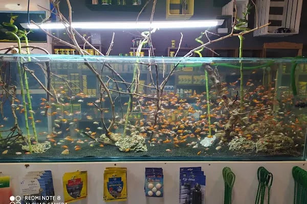 Akademi Petstore - Resim 2
