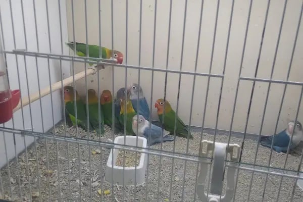 Akademi Petstore - Resim 12