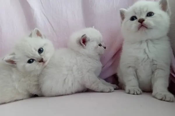 Akademi Petstore - Resim 3