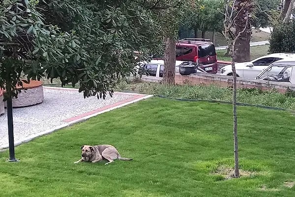 Güzel İzmir Parkı - Resim 6