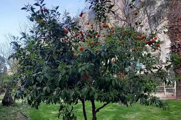 Güzel İzmir Parkı - Resim 9