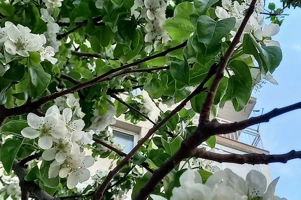 Güzel İzmir Parkı - Resim 7