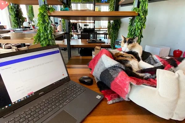 Aren Digital - İzmir Web Tasarım, Reklam ve Pazarlama Ajansı - Resim 3