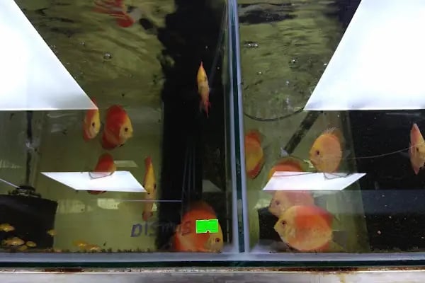 Tweety Pet Shop &amp; Yem Market - Resim 20