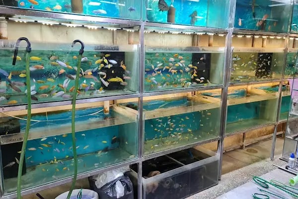 Tweety Pet Shop &amp; Yem Market - Resim 10