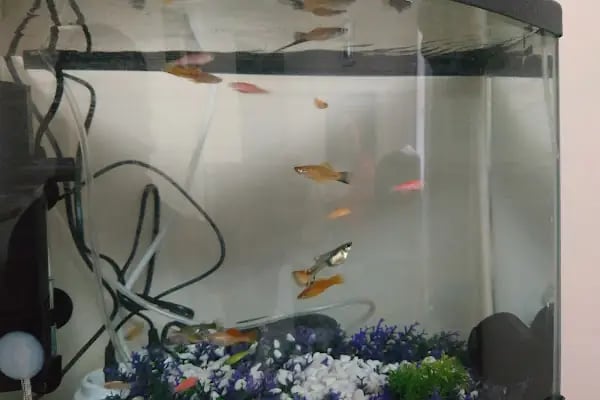 Tweety Pet Shop &amp; Yem Market - Resim 9
