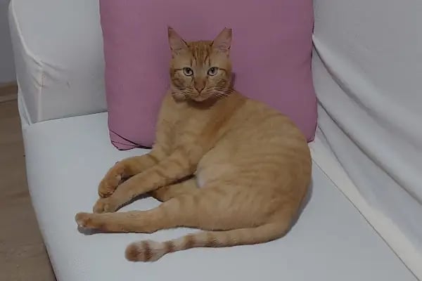 Halkalı Peri Veteriner Kliniği - Resim 6