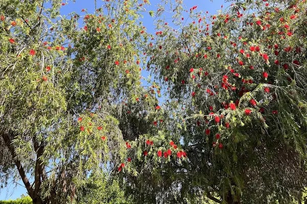 Abdurrahman Alaettinoğlu Parkı - Resim 16