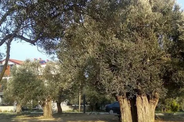 Altınyol Koyu - Resim 7