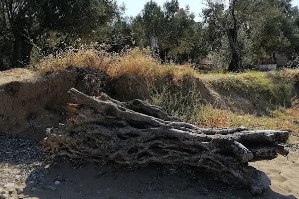 Altınyol Koyu - Resim 16