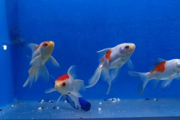 EEE PETSHOP - Resim 11