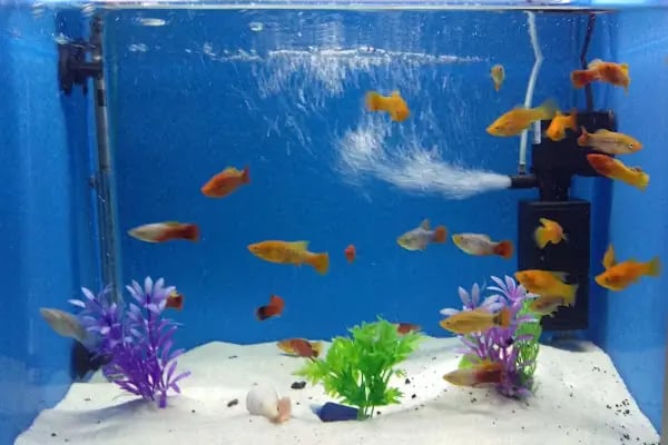 EEE PETSHOP - Resim 10
