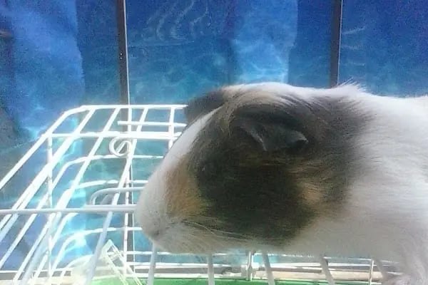 EEE PETSHOP - Resim 7