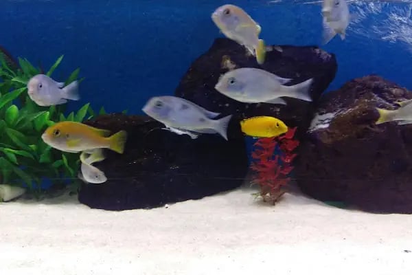 EEE PETSHOP - Resim 14