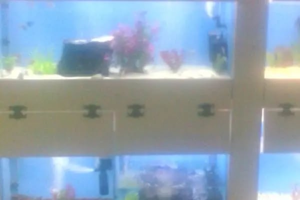 EEE PETSHOP - Resim 4
