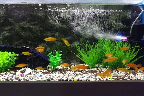 EEE PETSHOP - Resim 20